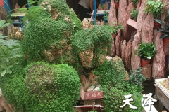 鹿泉假山石盆景